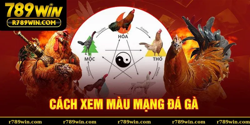 Cách xem màu mạng gà đá